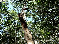 UM001 0231 Apis sp.jpg