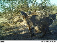 EPRM022 Lynx rufus.jpg