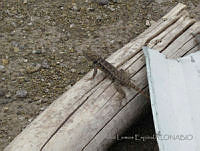 JLE0072 Sceloporus bimaculosus.jpg