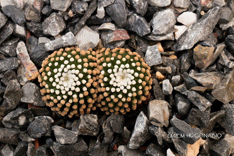 3R%2001022%20Mammillaria%20luethyi.tif.nyeisI71MQkVWWdjQA3g0JtbmFja29CbnFuZ3NAbXJ6LGtwZwA.IqlrRLsBPM