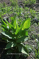 SG019 0376 Spathiphyllum cochlearispathum.jpg