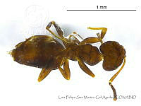LFSMCA0095 Brachymyrmex patagonicus.jpg