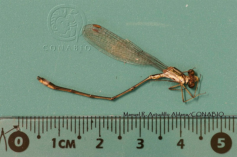 MRAA%200092%20Lestes%20alfonsoi.JPG.rSe 55P0Mc1FFfNhQA3g0JtbmFja29CbnFuZ3NAbXJ6LGtwZwA.Az9t4IcTyC