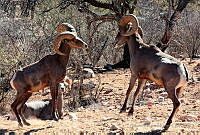 FOM01 Ovis canadensis.jpg