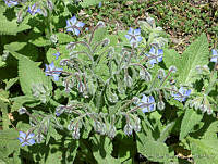 RBB0286 Borago officinalis.tif