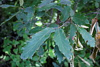 GFF0011 Quercus glabrescens.JPG