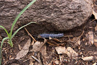 CGL4602 Myrmecodesmus potosinus.jpg