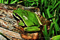 LAMA005 Dryophytes walkeri.jpg
