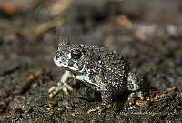 MASM07300 Incilius sp..jpg