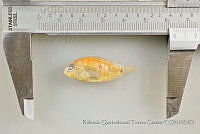 RQTG1249 Herichthys cyanoguttatus.jpg