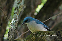 MN6F0077 Aphelocoma wollweberi.jpg