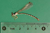 MRAA 0120 Palaemnema domina.JPG