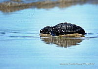 NBA 241 Lepidochelys olivacea.jpg