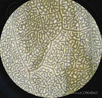 SL2689 Atriplex suberecta.jpg