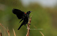 SM0646 Agelaius phoeniceus.jpg