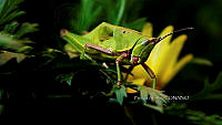 PA 0009 Sphenarium purpurascens.jpg