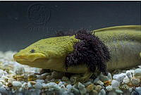 IMDOC2231 Ambystoma dumerilii.jpg