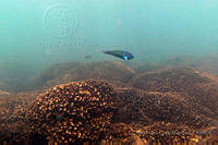 ALCM069 Thalassoma lucasanum.JPG
