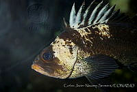 CNS1304 Sebastes maliger.jpg