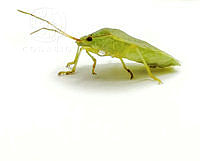 MN6F0014 Cuspicona simplex.jpg