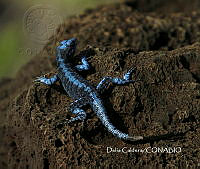 MN6F0139 Urosaurus auriculatus.jpg