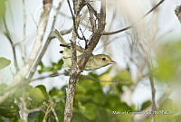 MGaves 3360 Vireo pallens.jpg