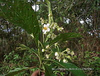 JF092 0575 Saurauia yasicae.jpg