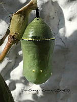 LDC 004 Danaus plexippus.jpg