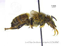 LFSMCA0071 Apis mellifera.jpg