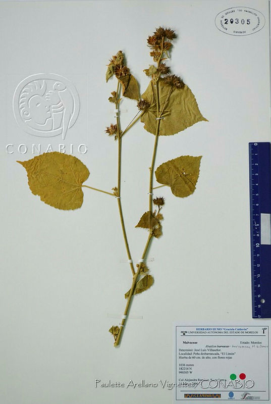 PAV012%20Abutilon%20barrancae.jpg.rieJs771MQkB04VhQA3g0JtbmFja29CbnFuZ3NAbXJ6LGtwZwA.lGKl7fLv4W