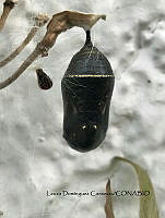 LDC 005 Danaus plexippus.jpg
