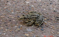 JCLV 014 Lithobates berlandieri.jpg