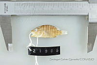 SGQ1383 Lutjanus apodus.jpg