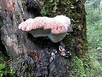 MCS166 Fomitopsis pinicola.JPG