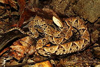 JLAL0019 Bothrops asper.jpg
