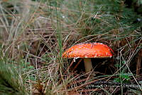 IMDOC Hong 0093 Amanita muscaria.jpg
