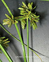 JF078 0331 Cyperus compressus.jpg