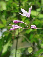 MCS132 Laelia rubescens.JPG