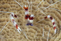 CCK0398 Stenopus hispidus.jpg