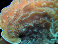 HBB0256 Helioseris cucullata.jpg