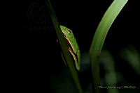 OJL014 Agalychnis callidryas.jpg