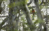 AAKVDH 0657 Trogon elegans.JPG