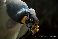 ARS00401 Sarcoramphus papa.jpg