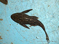 BGR037 Pterygoplichthys pardalis.jpg