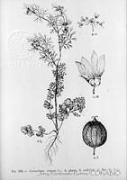 3037 Coriandrum sativum.jpg