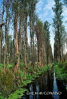 3R 01493 Canal chinampero en Xochimilco.jpg