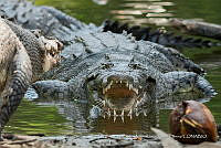 JRRO0365 Crocodylus acutus.jpg