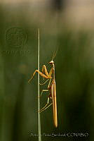 APS01 Mantis sp..jpg