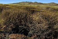 GECI L046 041 Salsola kali.JPG