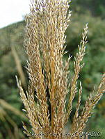 OTV4659 Muhlenbergia robusta.jpg